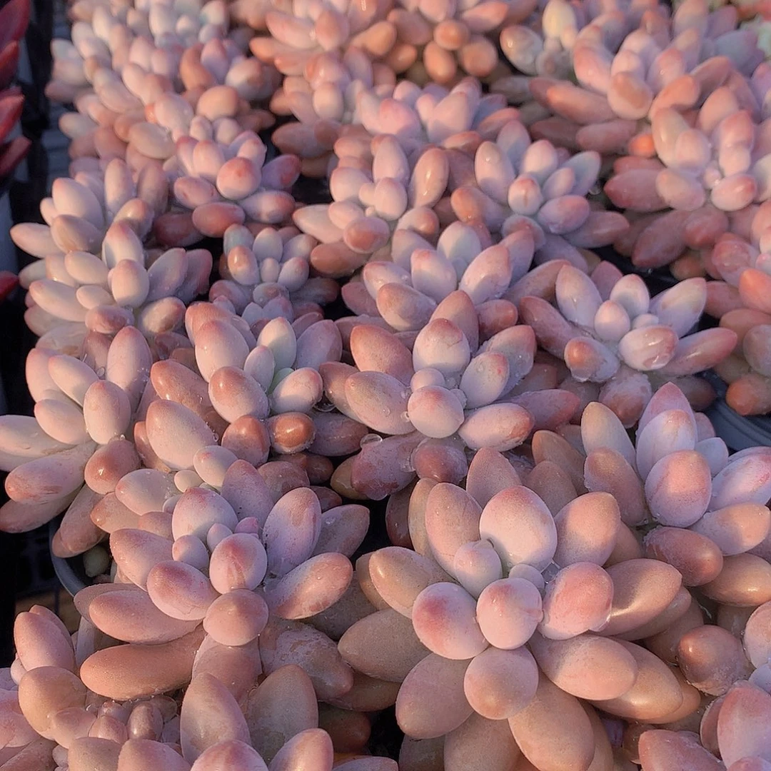 汤圆345678999000000