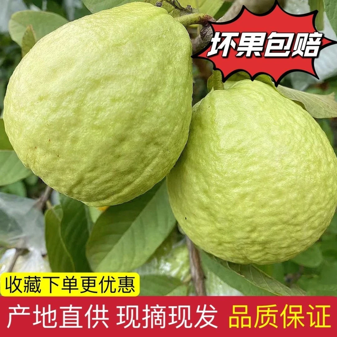 正宗珍珠番石榴白心芭乐脆口香甜低糖热带水果产地直发