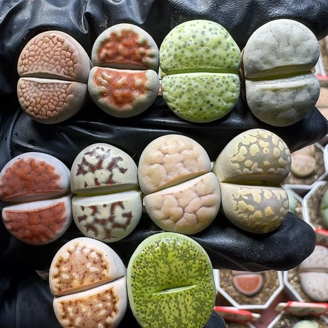 生石花11111。   155