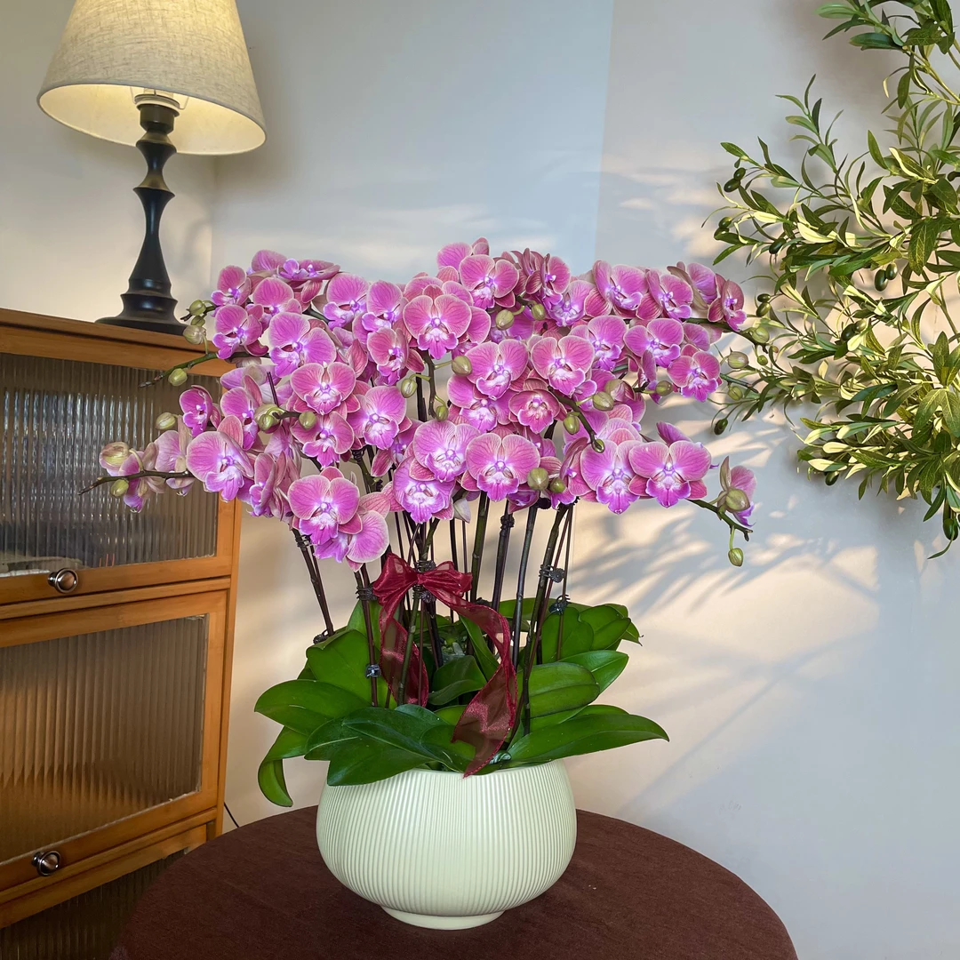 【唯美-蝴蝶兰】 鲜花中式 禅意 轻奢送礼装饰室内绿植