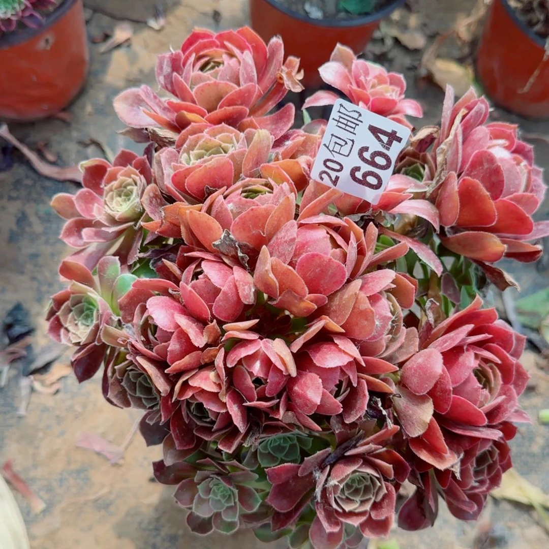 红玫瑰多肉664满20包邮断枝不包