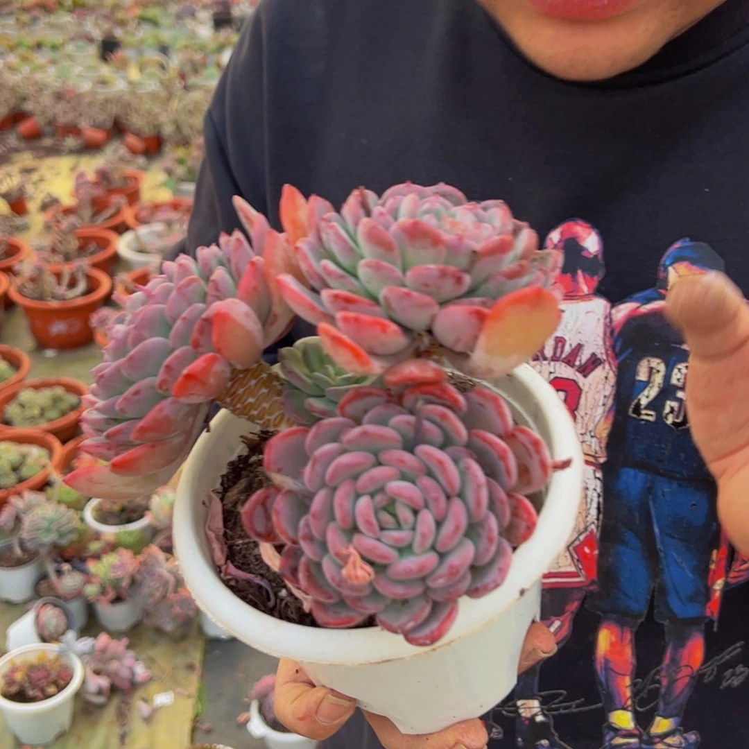 玛瑙三大头起多肉