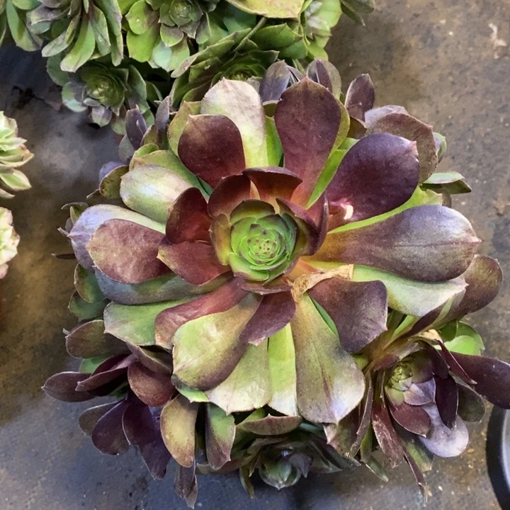 嘻***～黑膜多肉断头不包2652