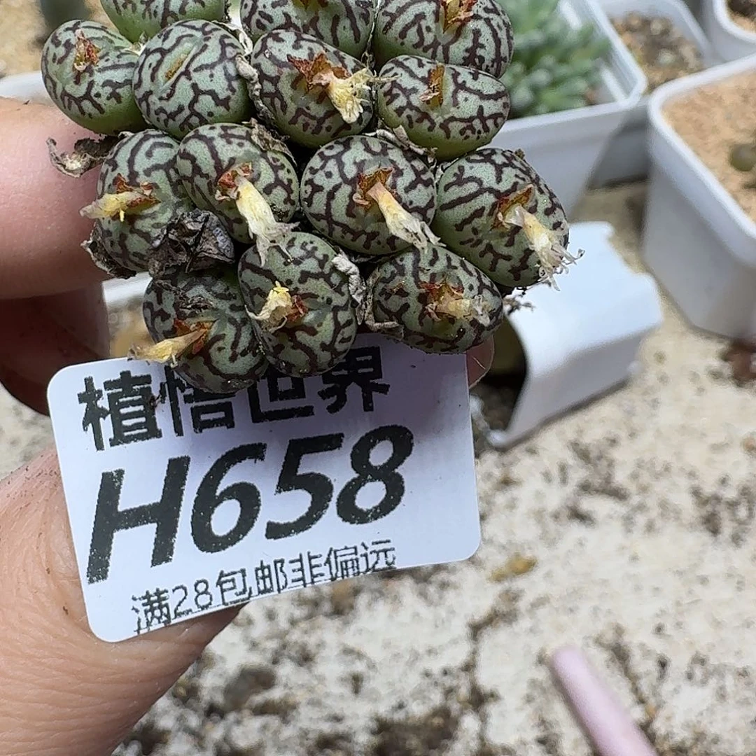多肉植物的润泽vbnm