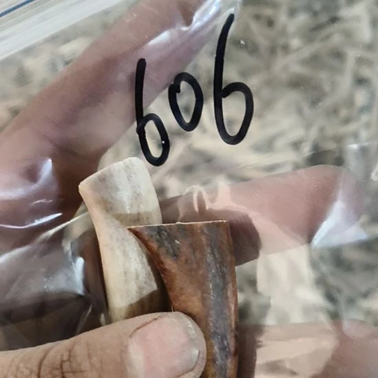 用***4鹿角鹿角鹿角鹿角鹿角鹿角