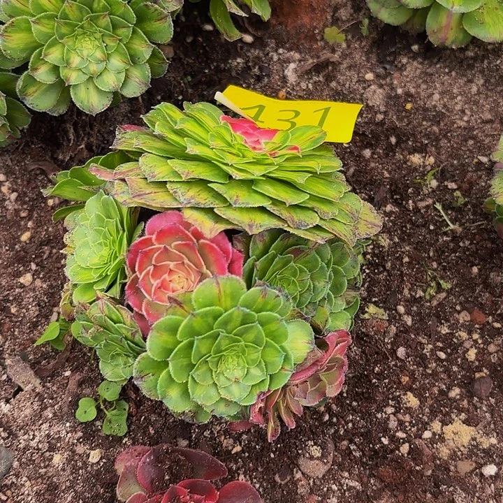 多肉植物福利来431个