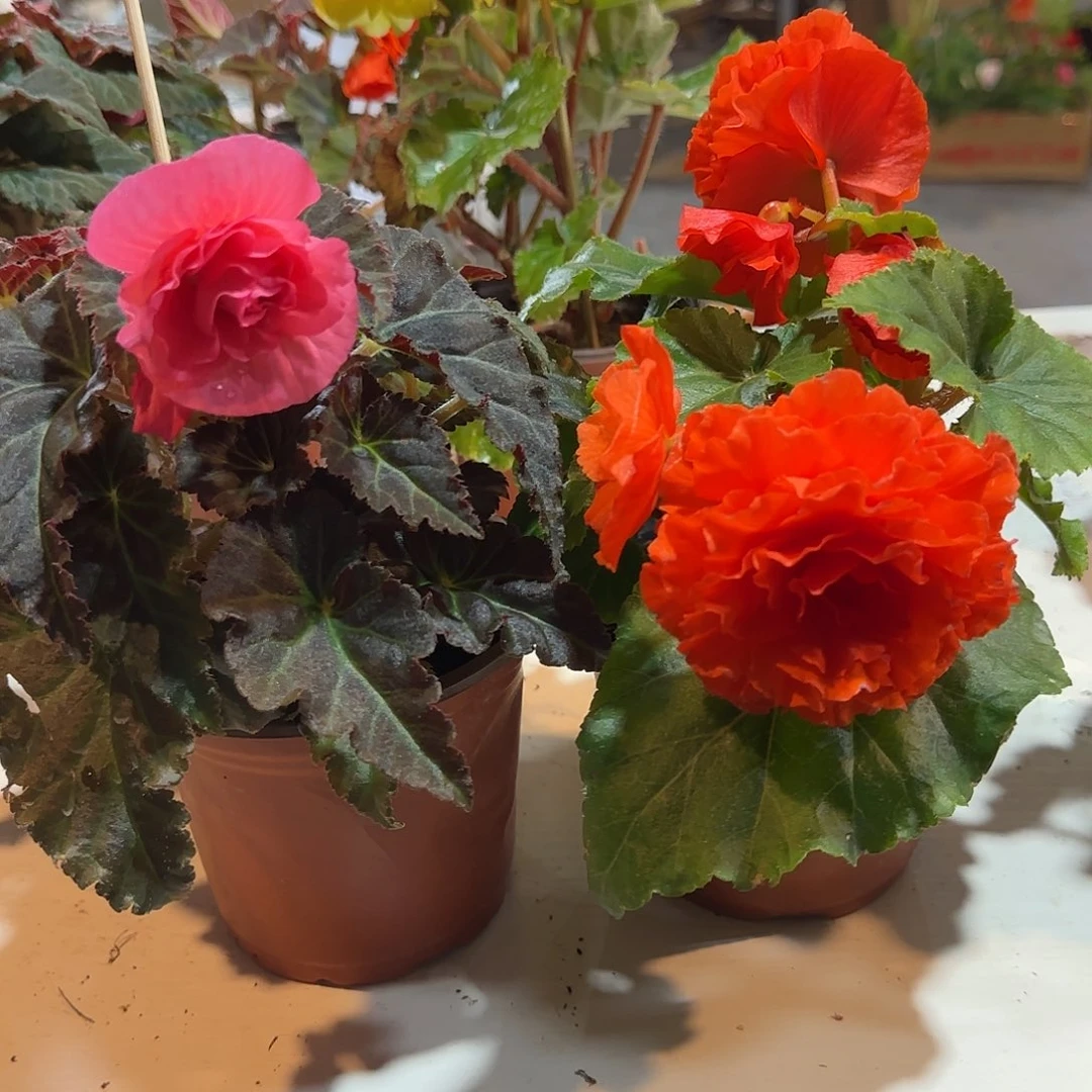 摩卡粉➕绿叶橙 夫妻