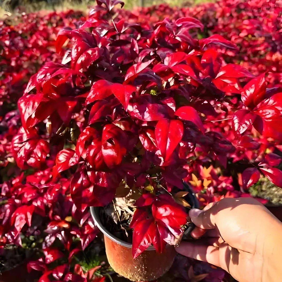 【火焰南天竹】红红火火火过大年；火焰南天竹盆栽观叶小盆景好养易活耐寒绿植；包邮