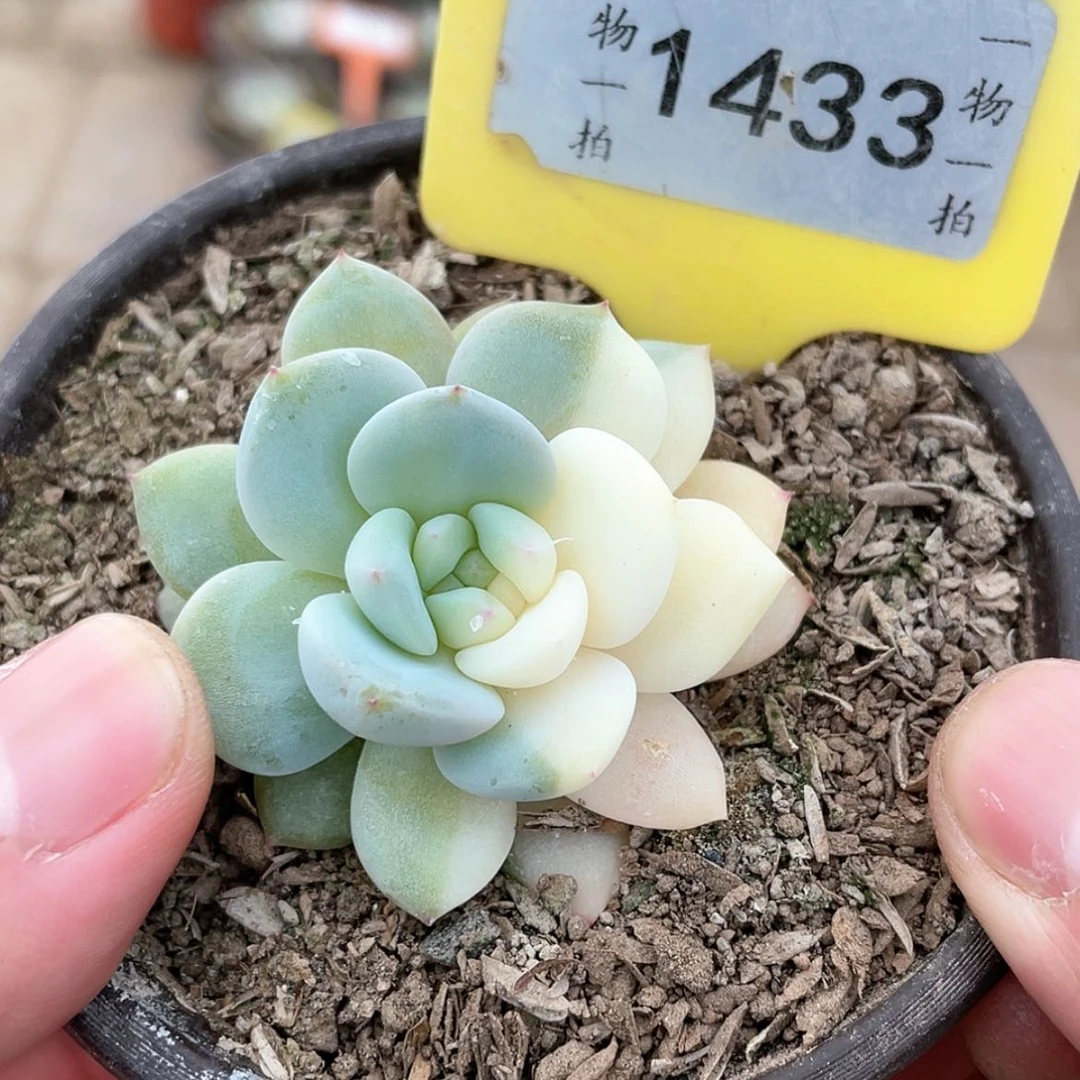 【闪购商品】1433号