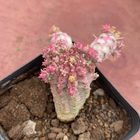 白桦麒麟2仙人球