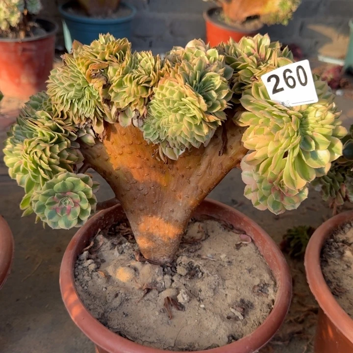 方***大万白法师锦缀化260