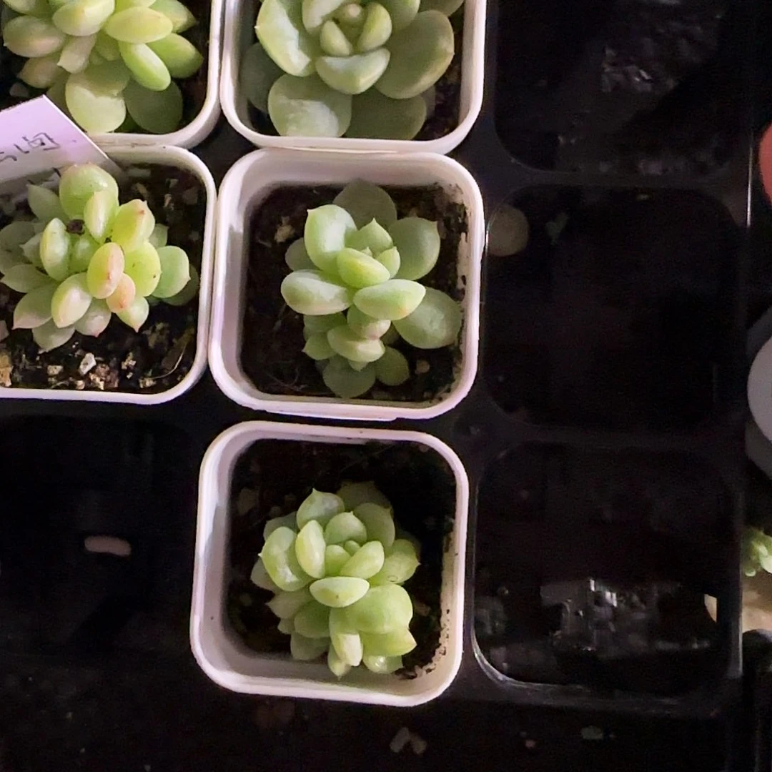 云间中盆一个满25包邮