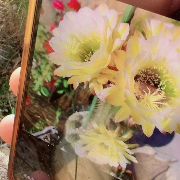 毛花柱 六月午 有根 15厘米