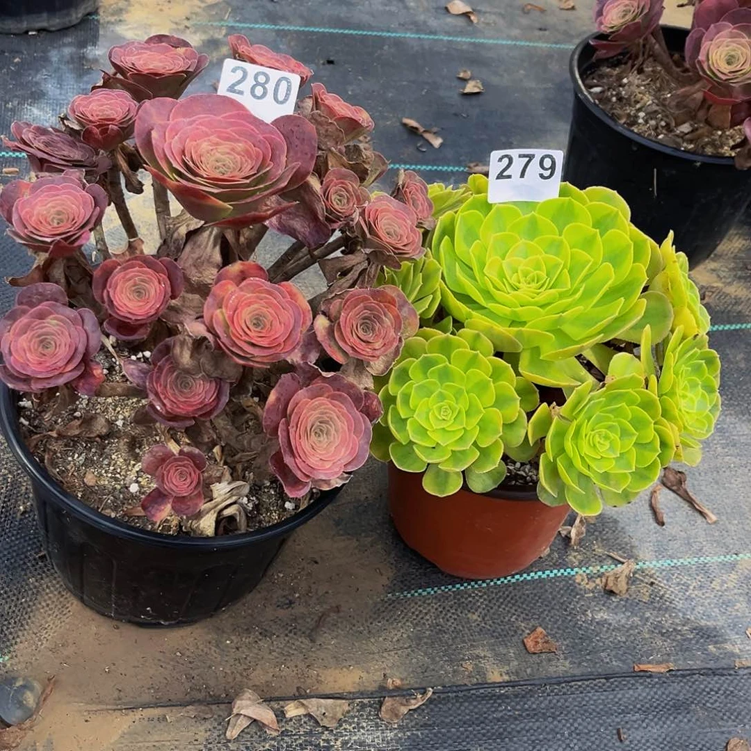 华****）雨荷 魅金一物一拍279 280