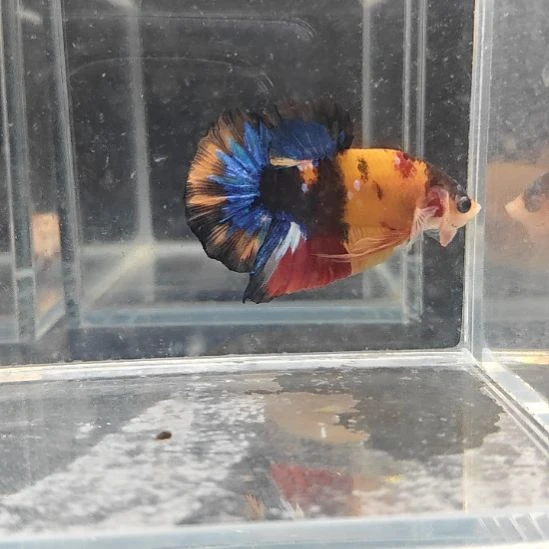 斗鱼恶霸小蜜蜂将军公