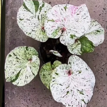 是****啊405-0425薄荷糖彩叶芋泰国发货