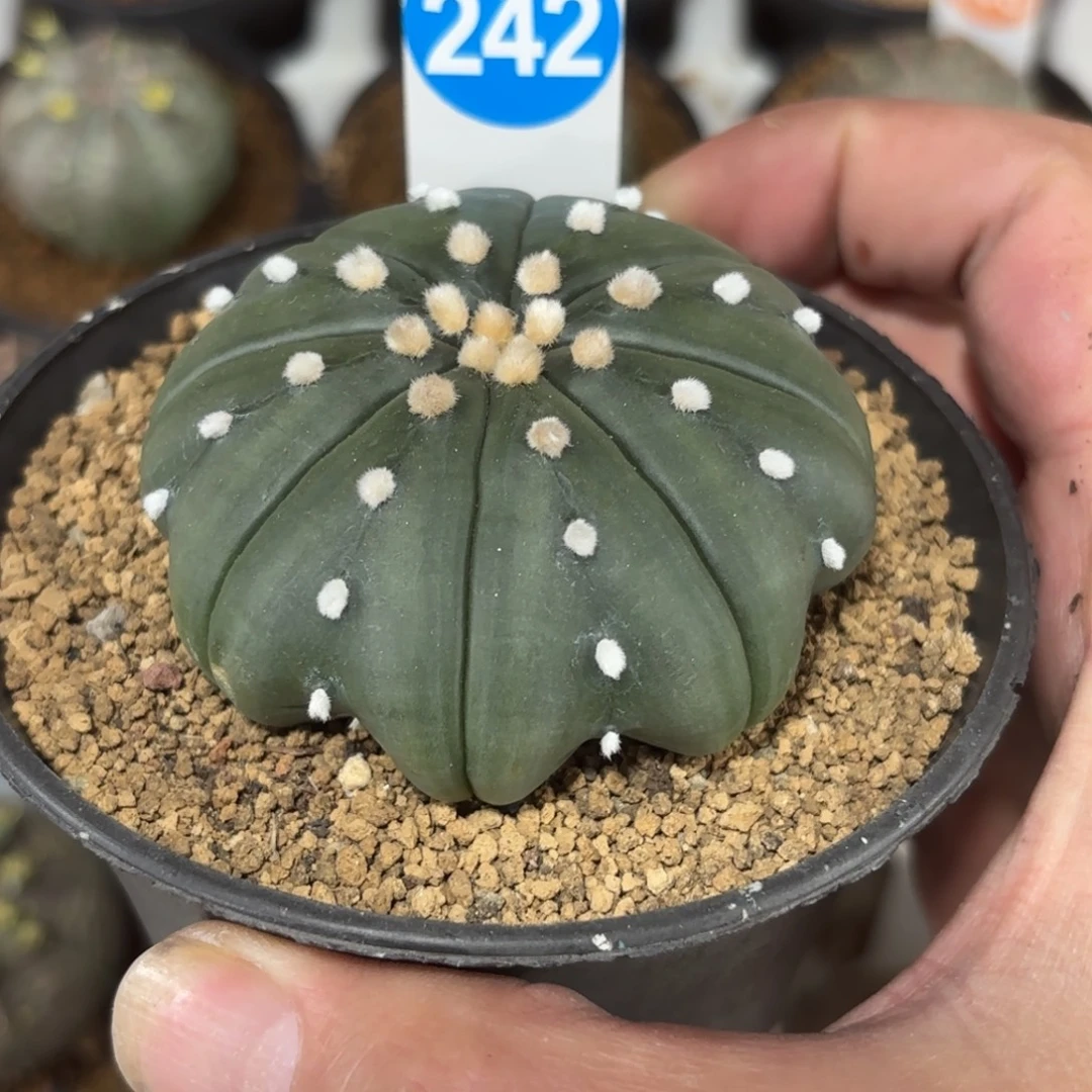 242实生琉璃海星兜带盆带土发货