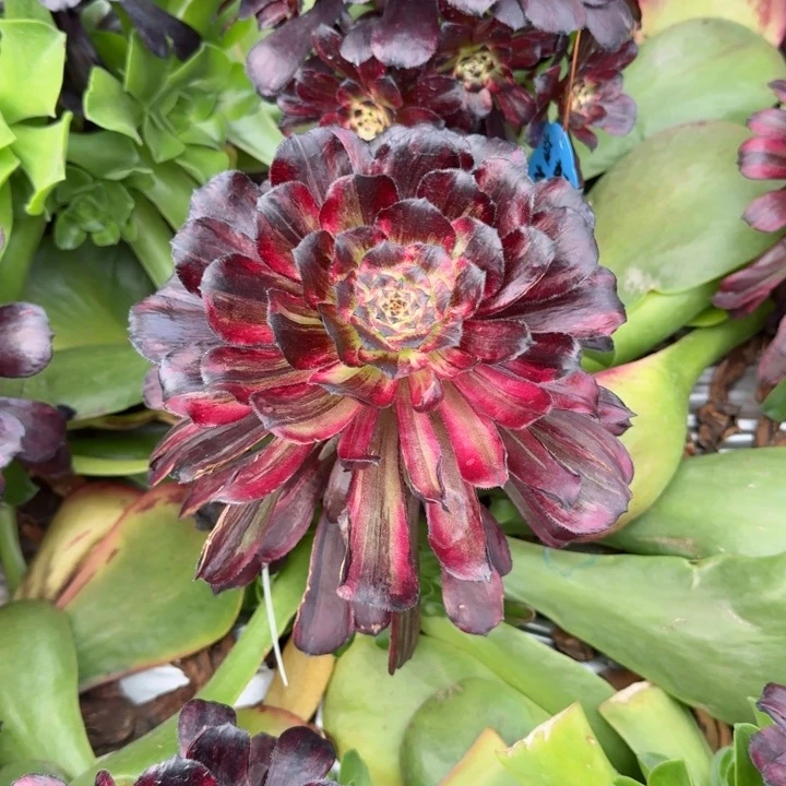 繁华主头啊啊啊啊