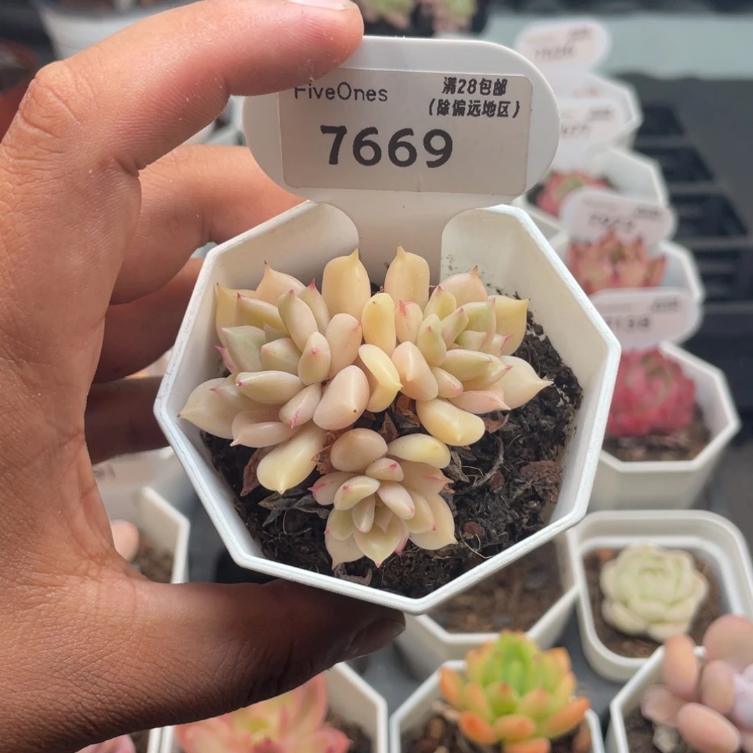 7669璀璨4.0厘米
