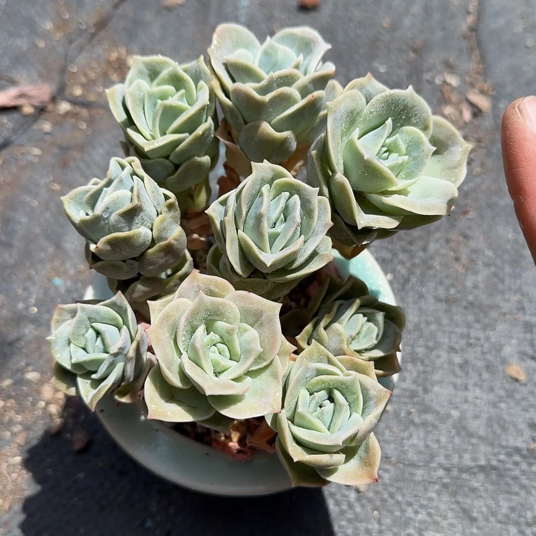 可爱玫瑰带盆多肉植物
