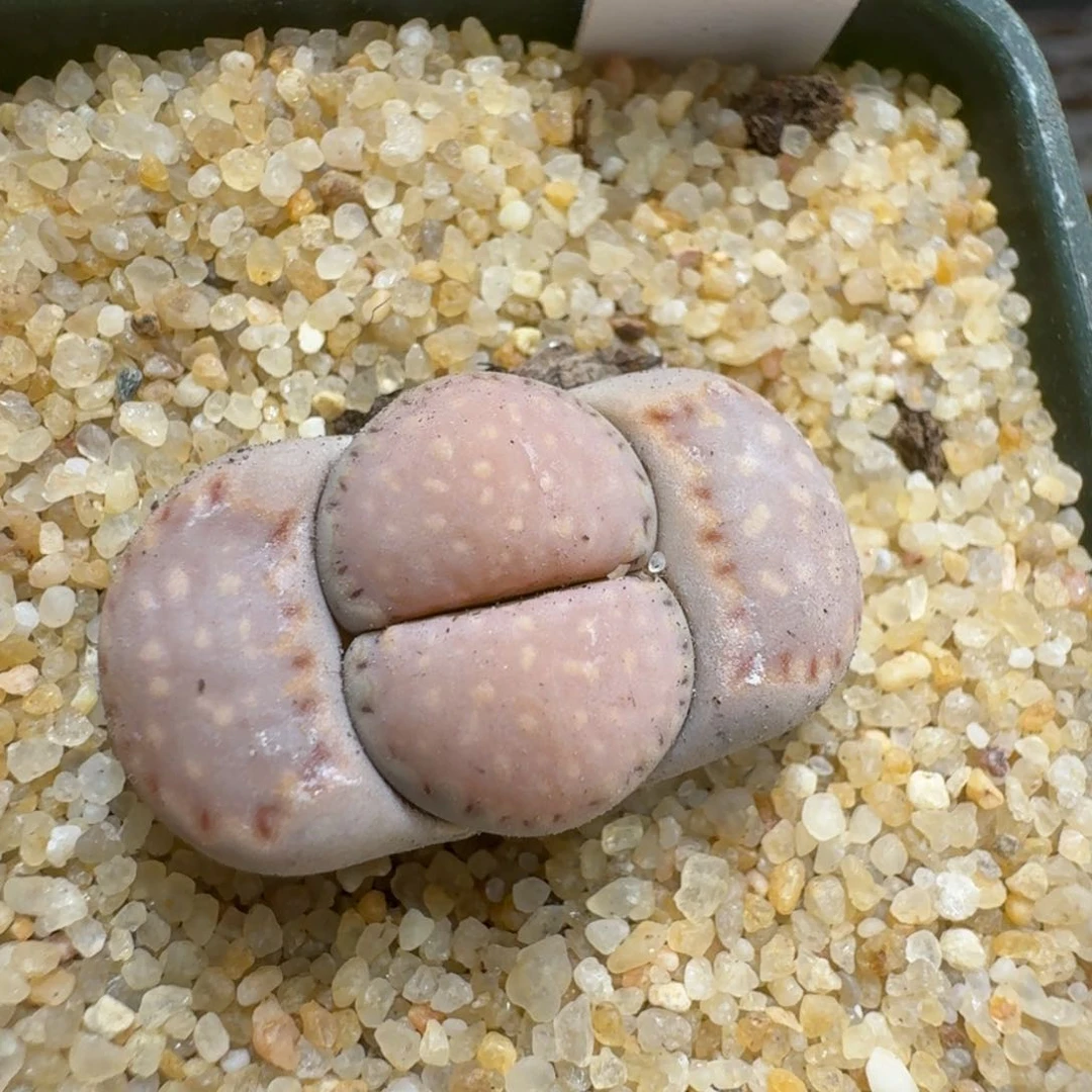 布****40214-15饼干编号259