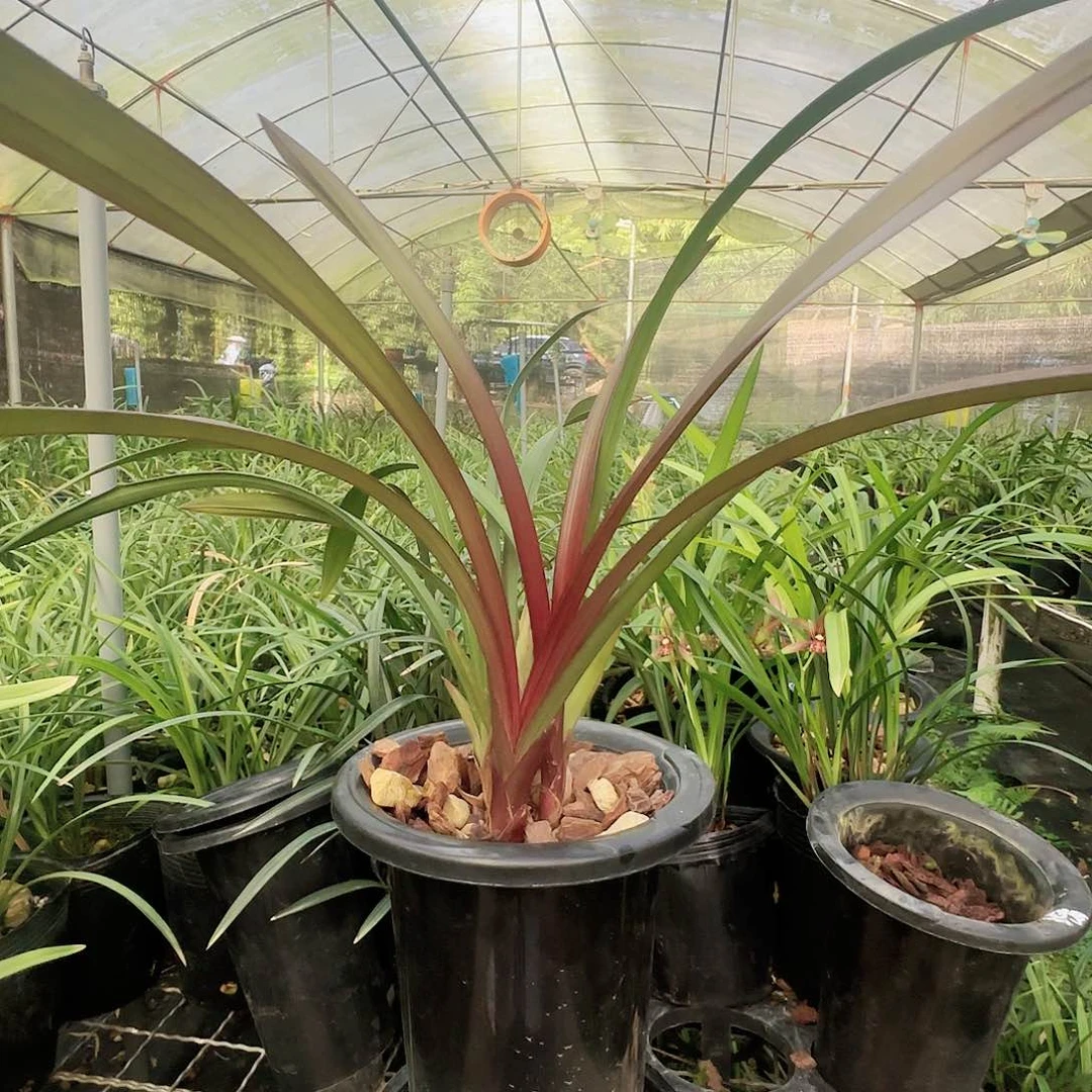 全部花苞建兰5苗红草红荷