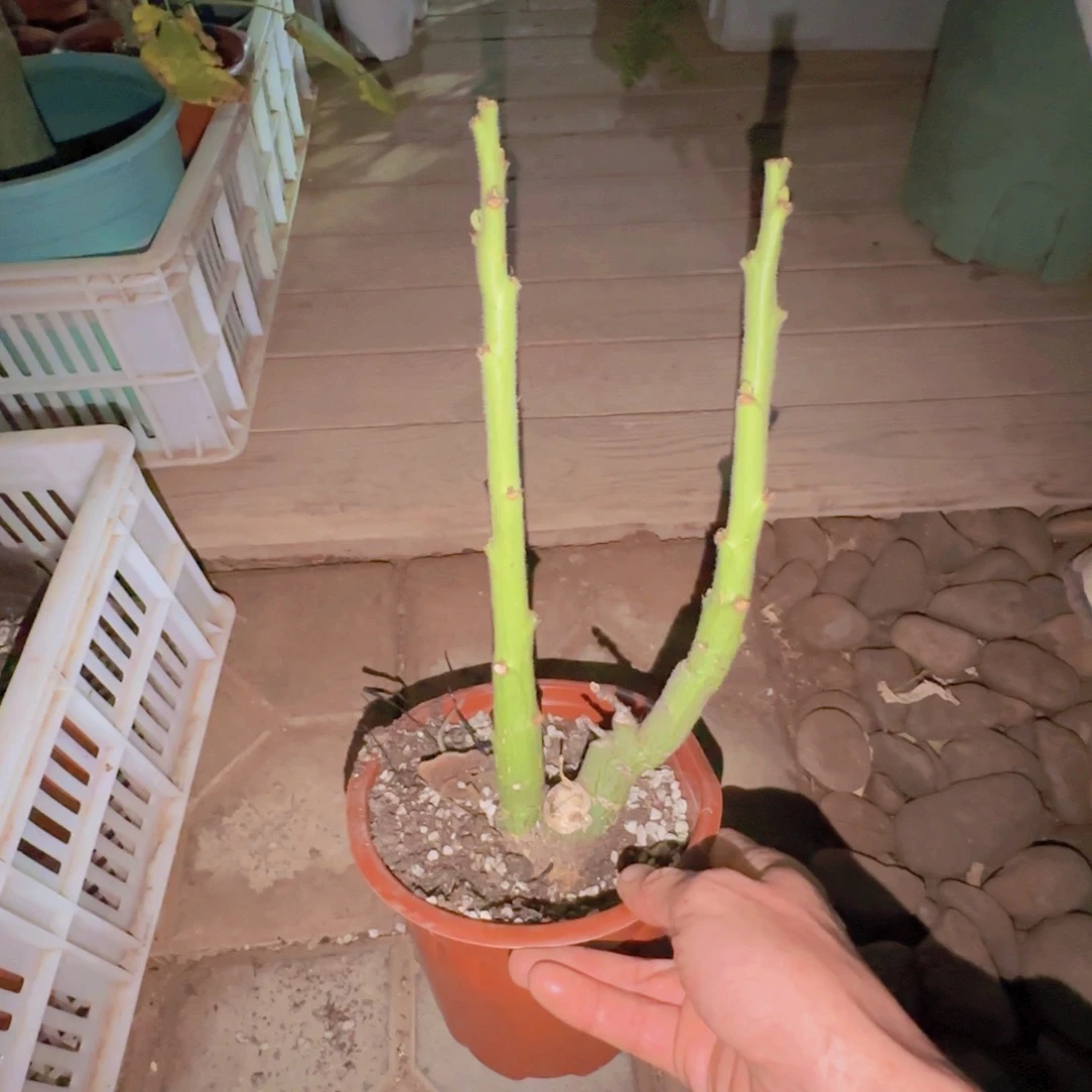 F***）块根植物块根植物