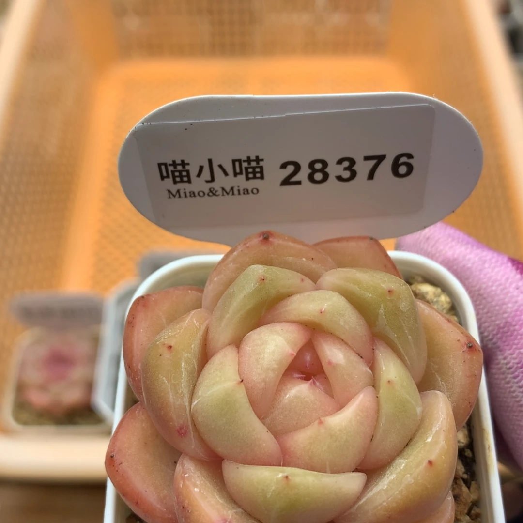 多肉植物东云珍妮