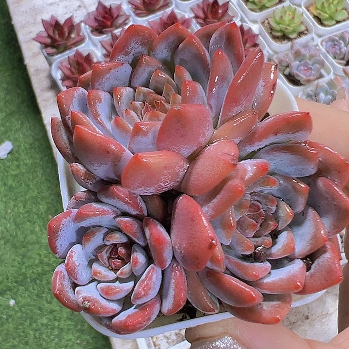 星星橙群19包邮多肉植物