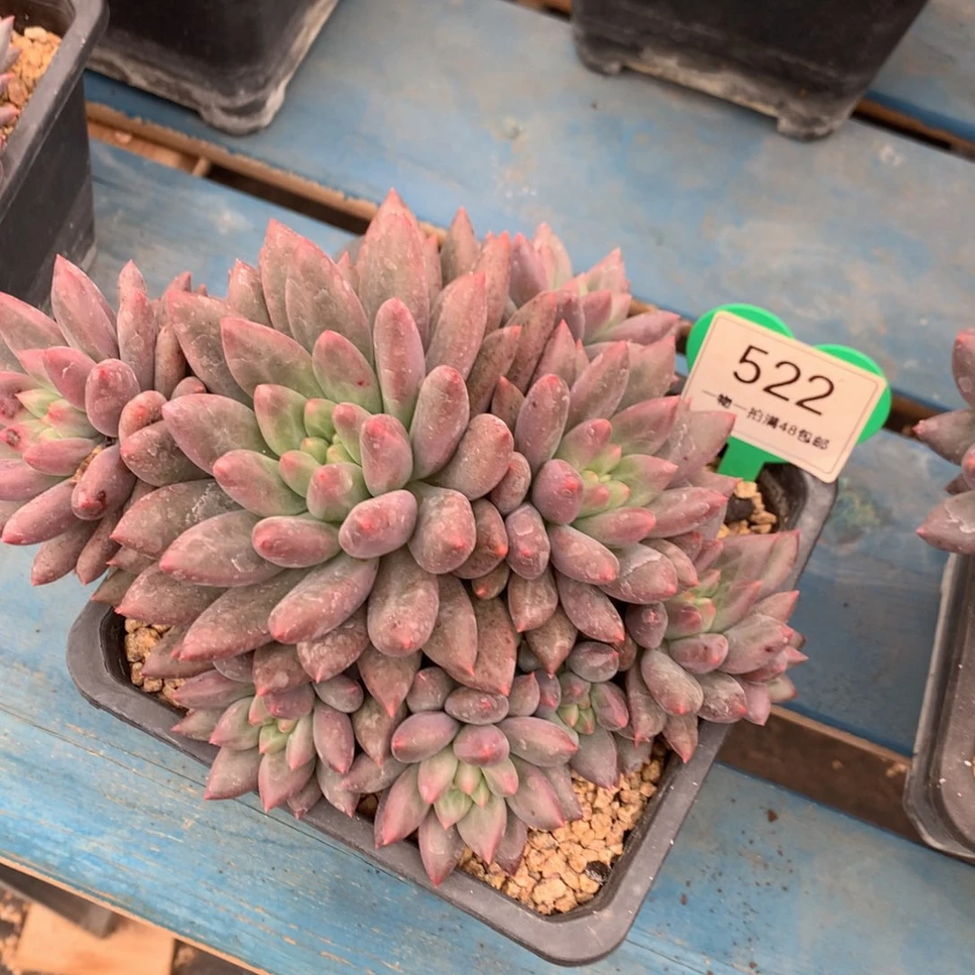 红蜻蜓捧花一物一拍