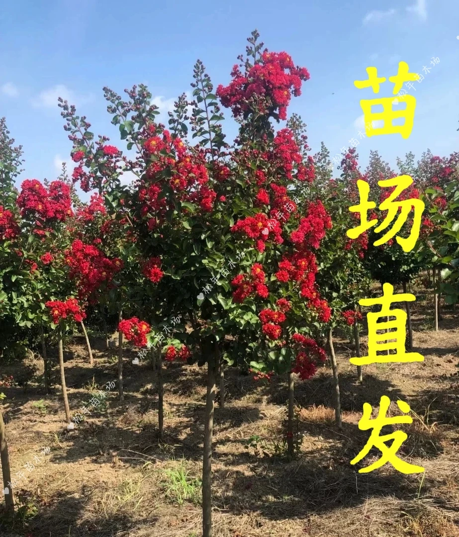 正宗红火箭紫薇/大红色紫薇花庭院乔木花卉【买前必读商品详情】