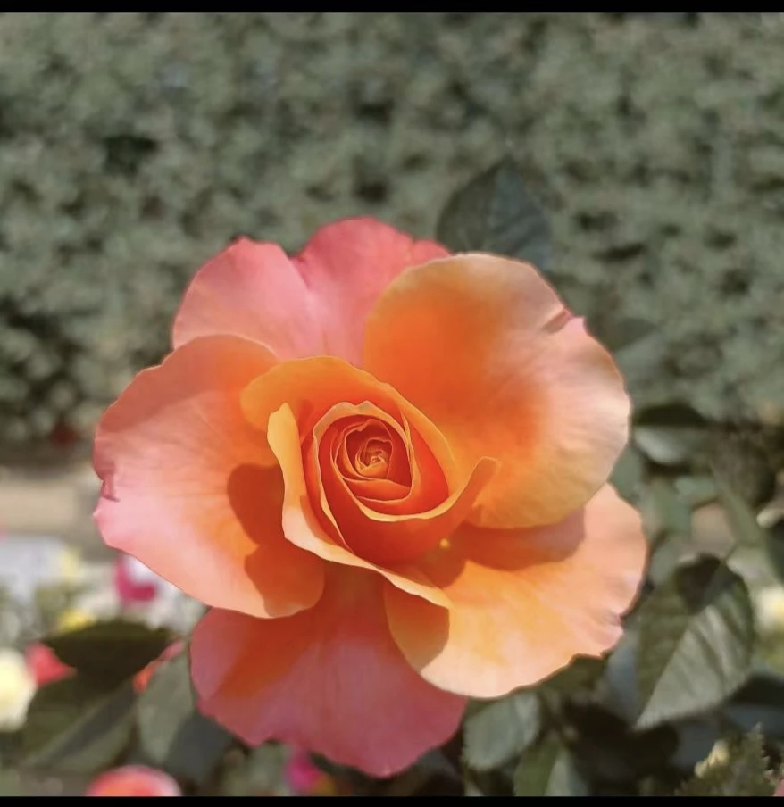 三岁花集--基地多头玫瑰橙色甜心（一单中通二单）