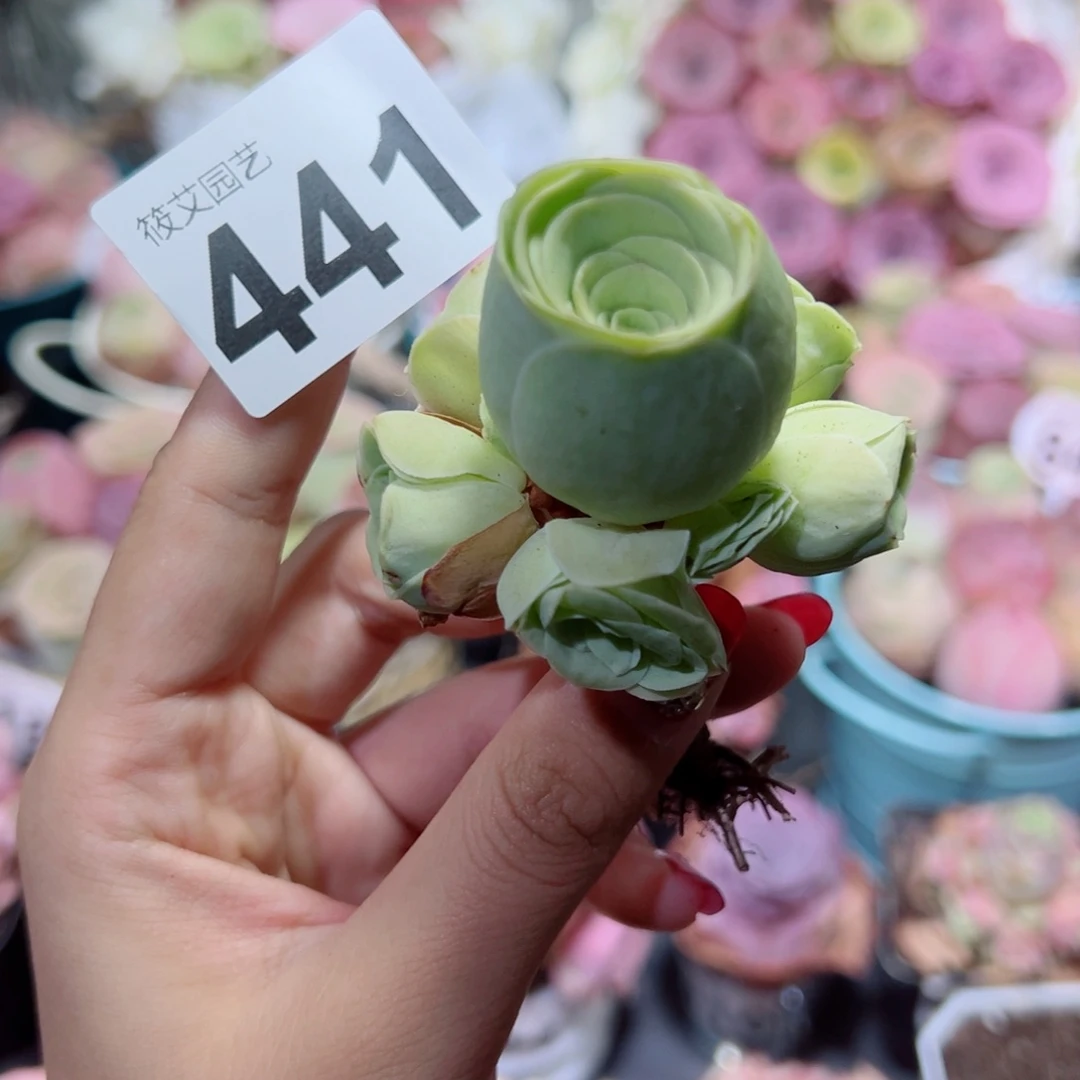 441黄玫瑰手捧花福利。