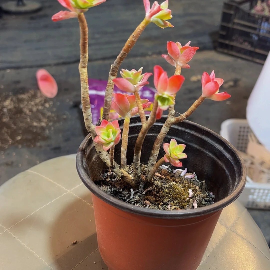 小薄化妆多肉3.99