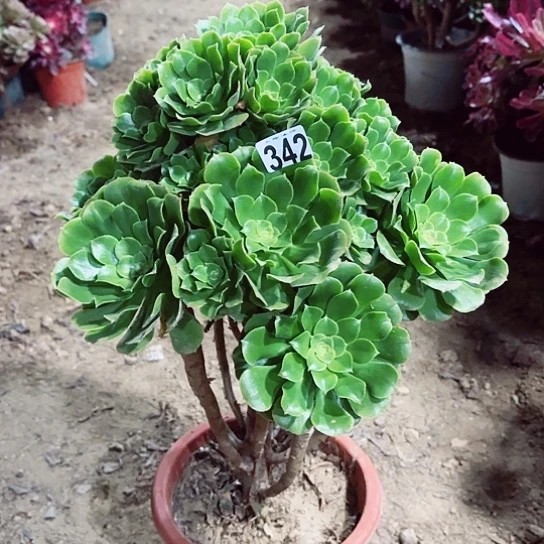 342绿羊绒老桩法师