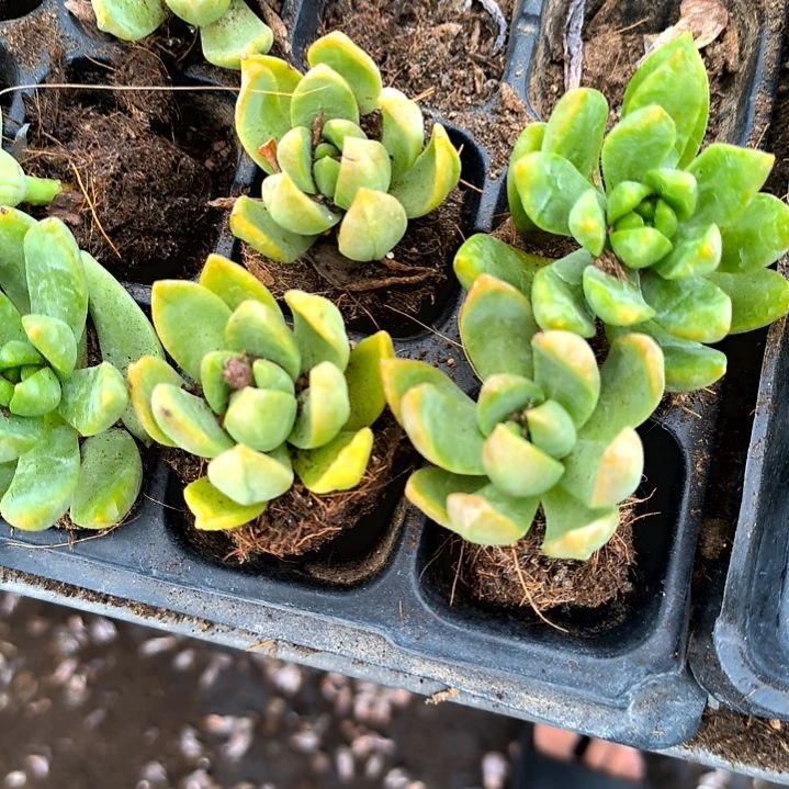 黄丽一颗，满5元包邮，