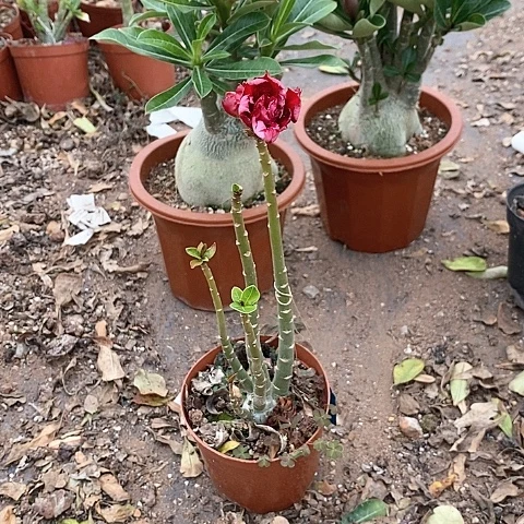 【闪购商品】小*灯绿植