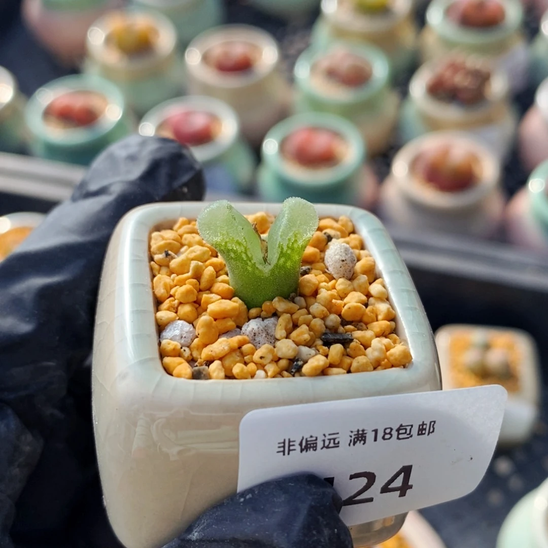 王*芬4424-一物一拍 带盆