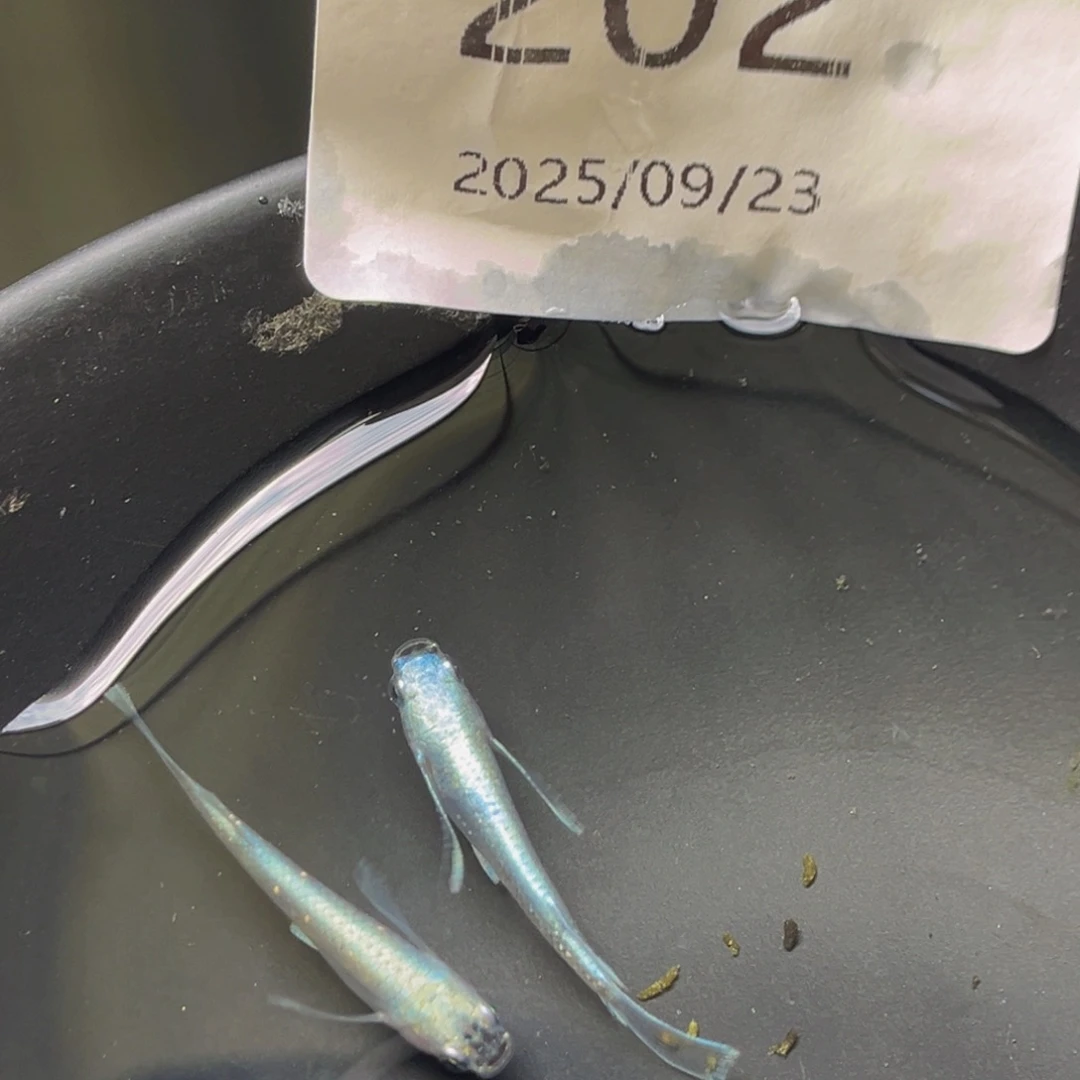 青鳉202天使之翼一对