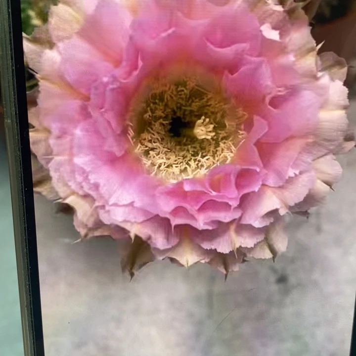 香香318带根6公分左右一点干皮