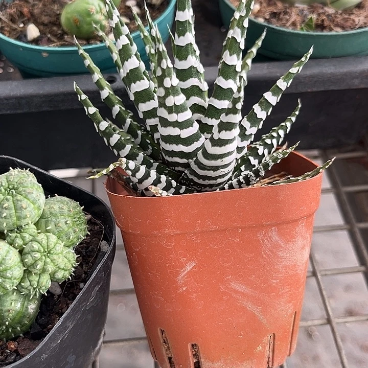 曦***儿我也不知道我为什么要这样