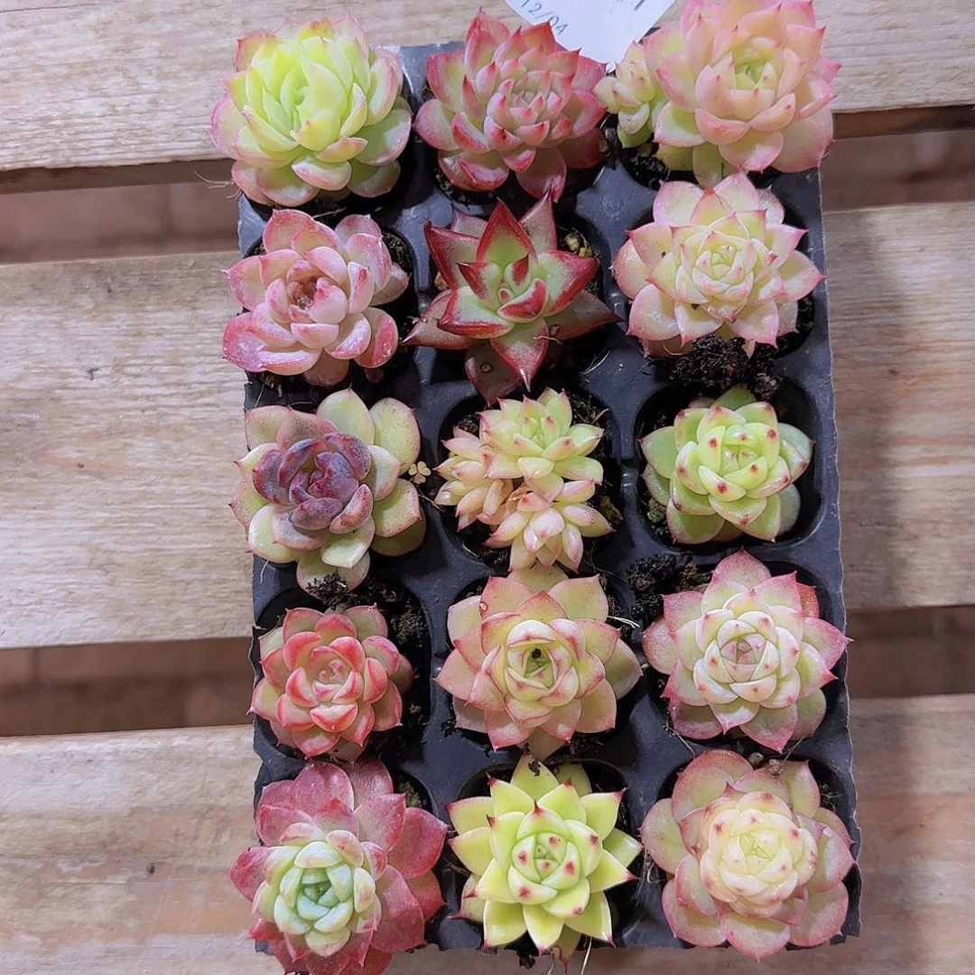 直播一物一拍多肉