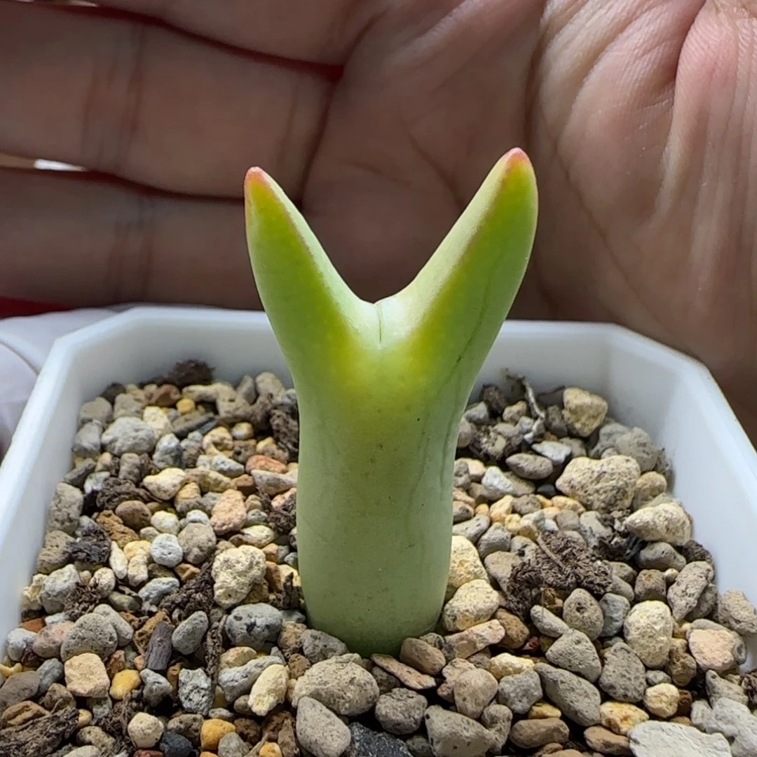 3-8-1-2当天满58包邮长耳朵皮卡丘脱土