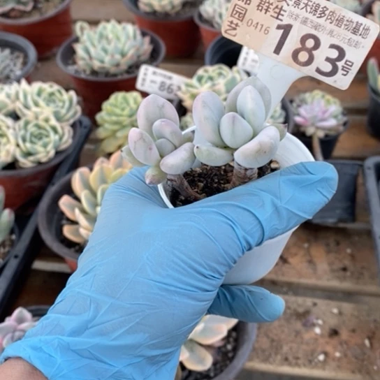 183一一一一一一一一一