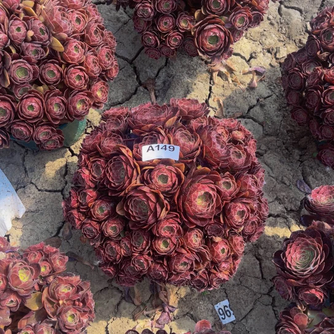 黑魔法师朵朵5-40