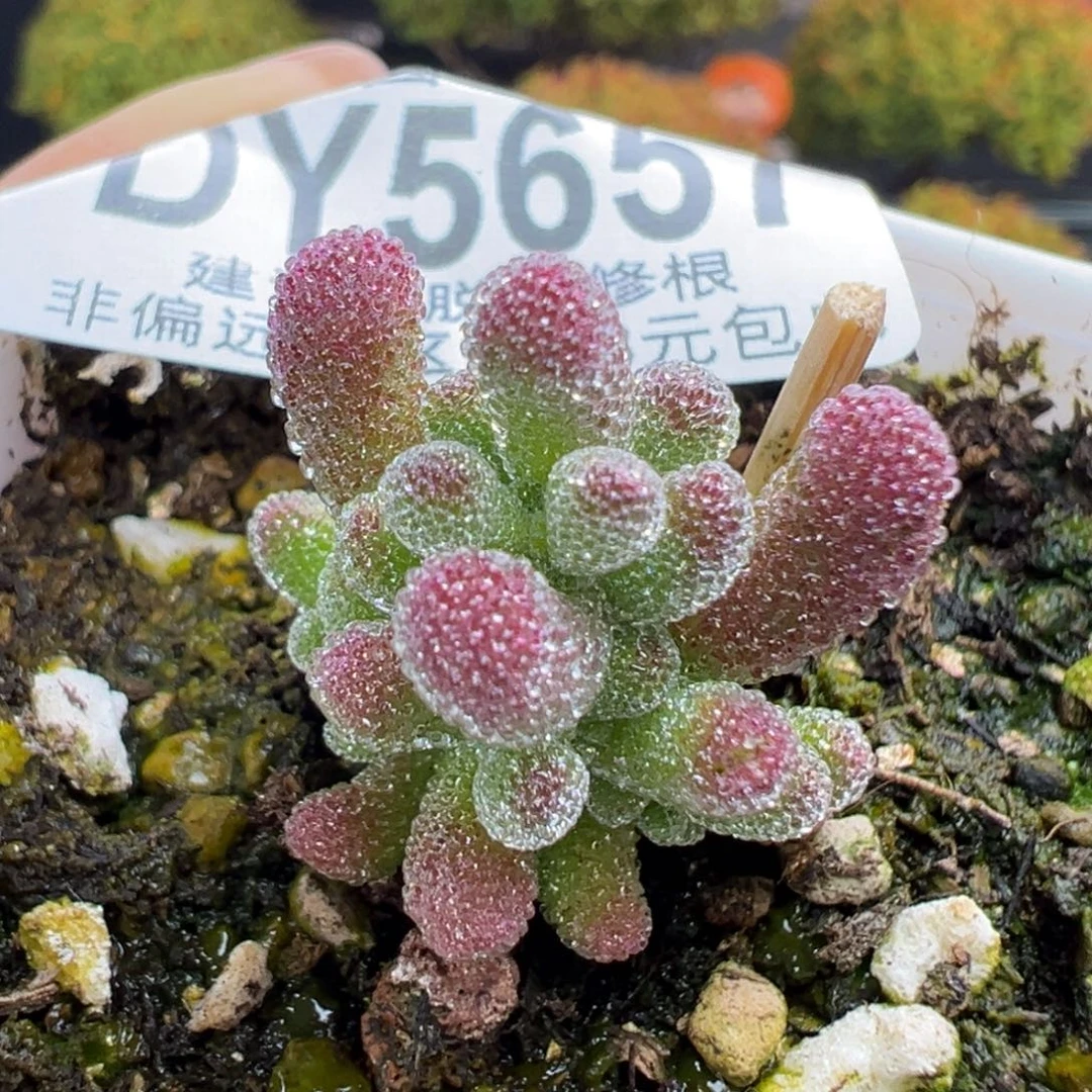 dy5657实生紫粉色冰晶杂冠幅2cm