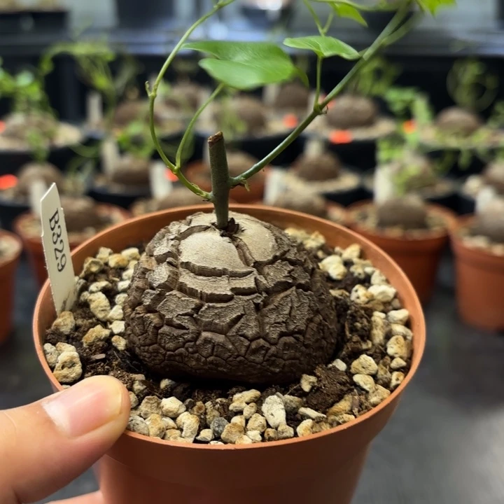 329南非龟甲龙植物