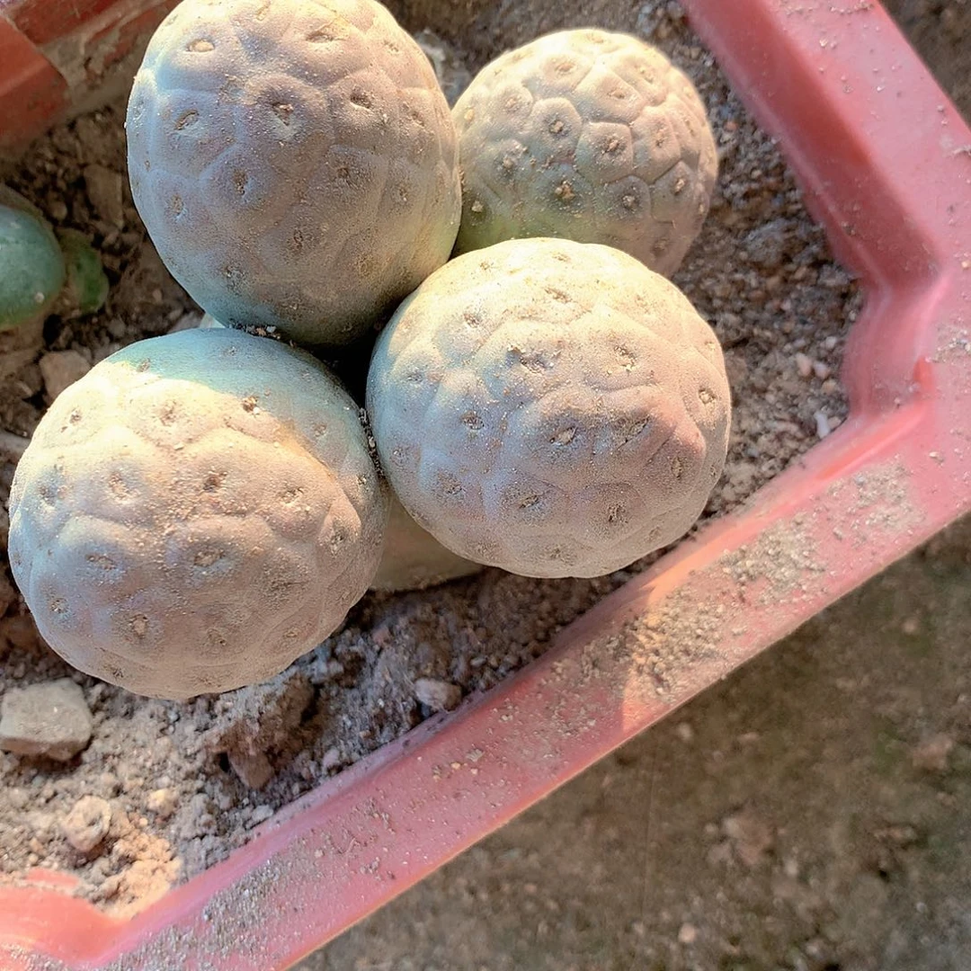 【闪购商品】五头绿皮无刺习自根