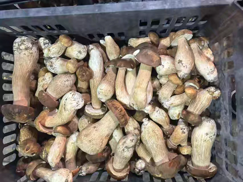 云南新鲜美味牛肝菌空运包邮500g/1000g