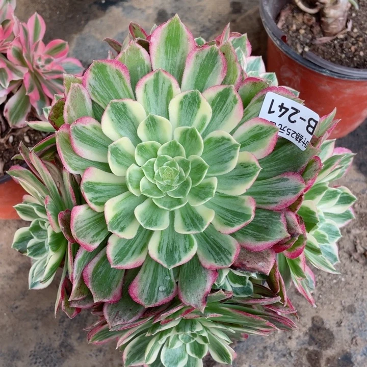 241万彩灯多肉112345678